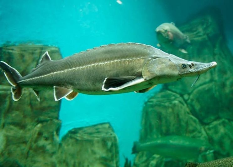 características do peixe esturjao-verde