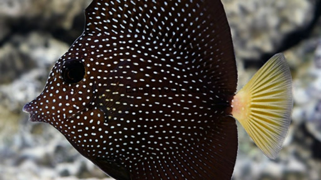 caracteristicas do peixe gem tang
