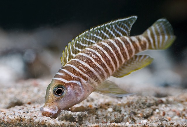 características do peixe lamprologus zebra