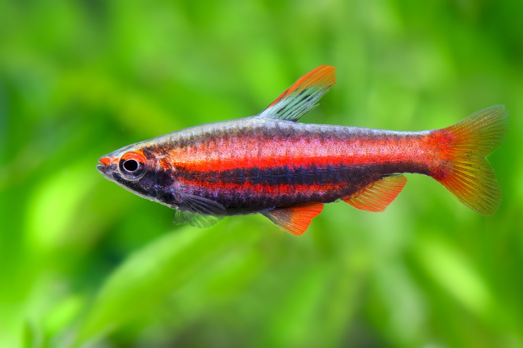caracteristicas do peixe lapis vermelho