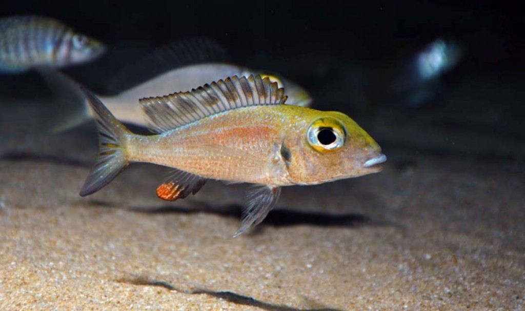 caracteristicas do peixe macrops