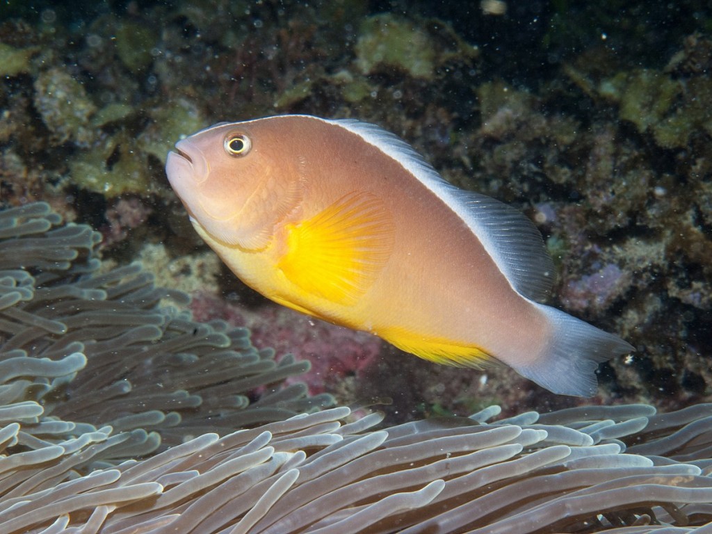 caracteristicas do peixe-palhaco-gamba
