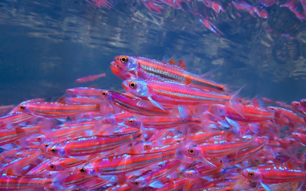 caracteristicas do peixe raibow shiner