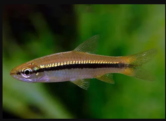 caracteristicas do peixe rasbora delgado