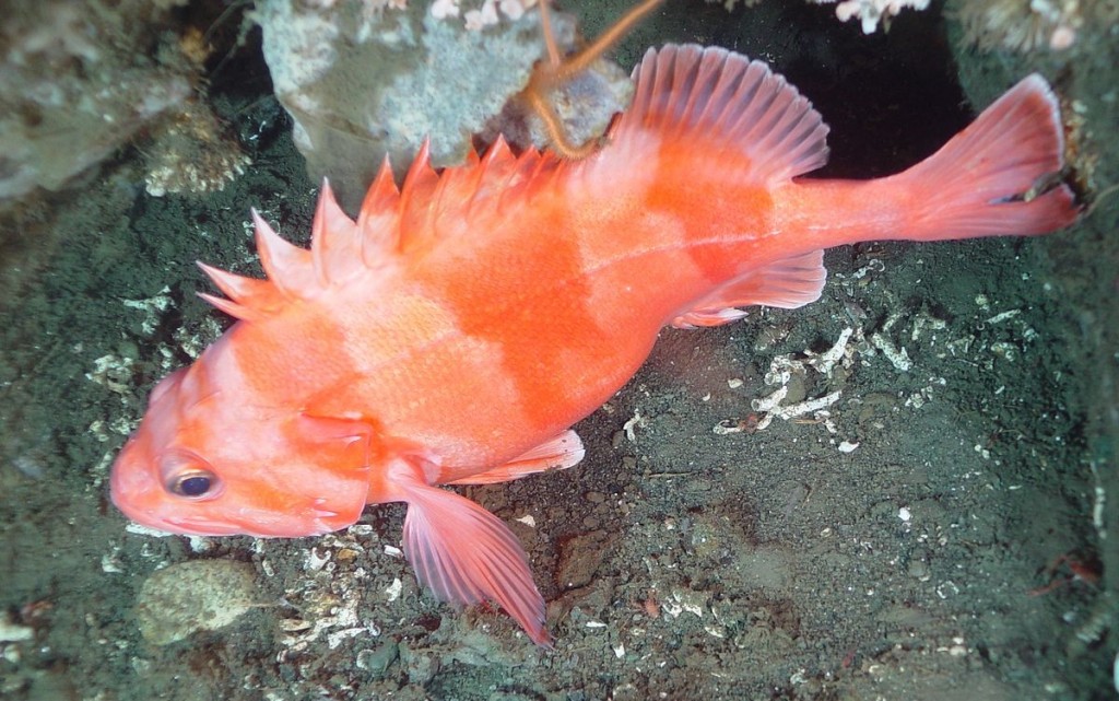 características do peixe rockfish rougheye