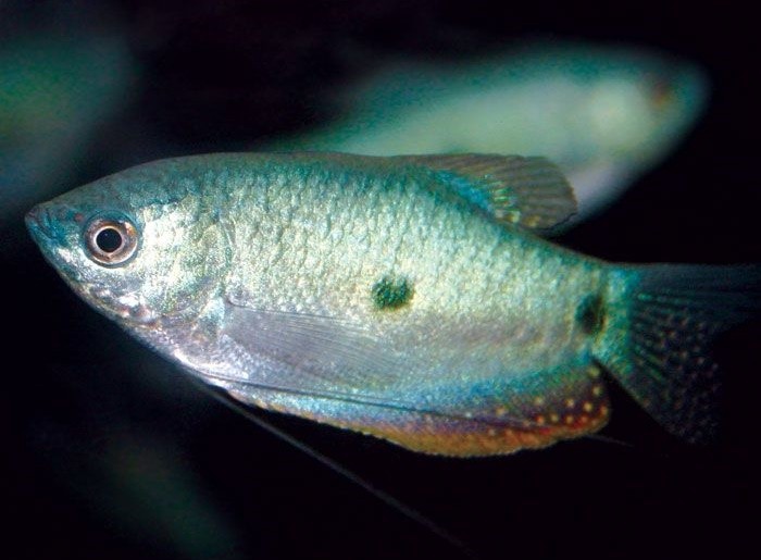 características do peixe tricogaster azul