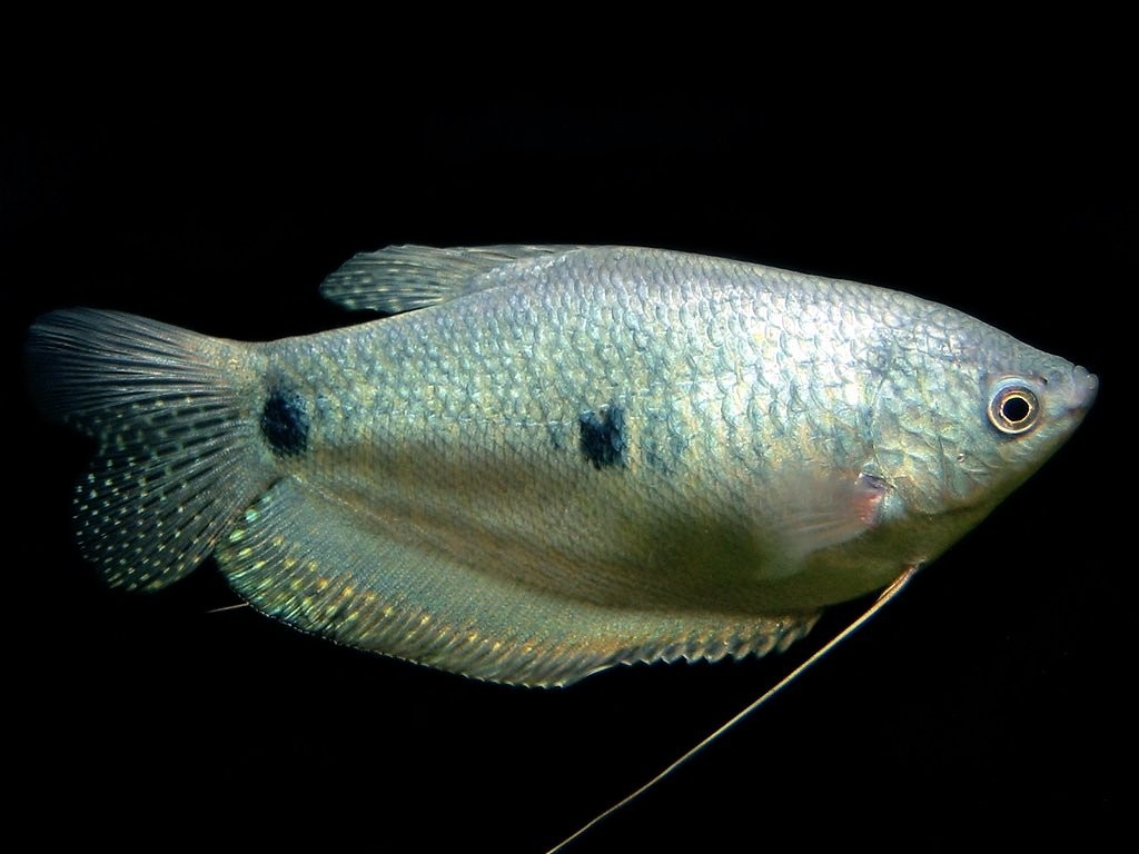 caracteristicas do peixe tricogaster prata