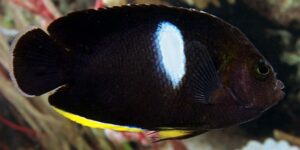 caracteristicas do puller angelfish