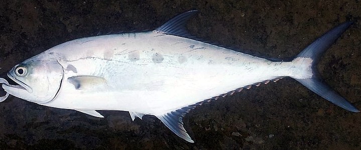 carateristicas do peixe-rainha talang