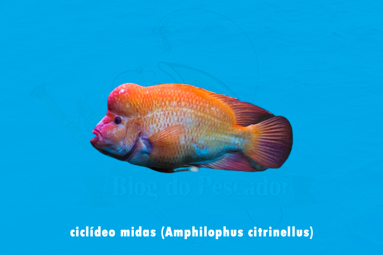 ciclideo midas (Amphilophus citrinellus)
