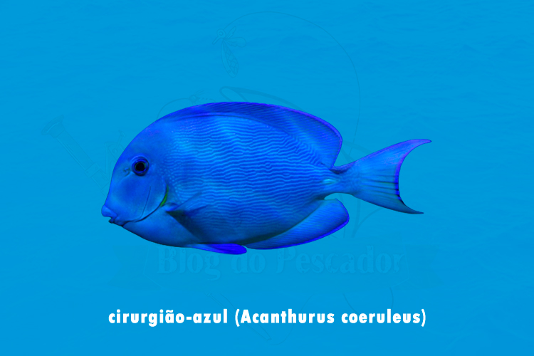 cirurgiao-azul (acanthurus coeruleus)
