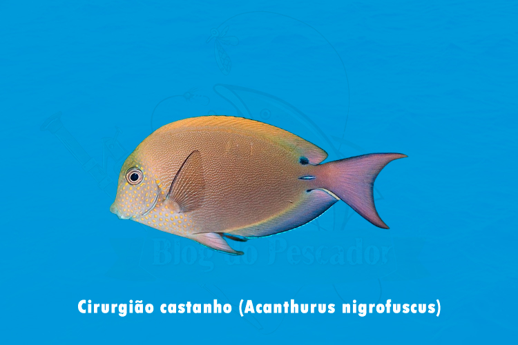 cirurgicao castanho ( acanthurus nigrofuscus)