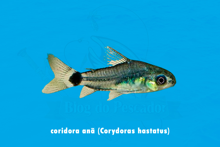 coridora ana (corydoras hastatus)