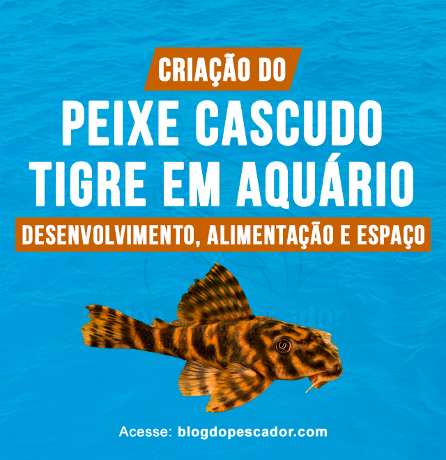 criacao do peixe cascudo tigre em aquario