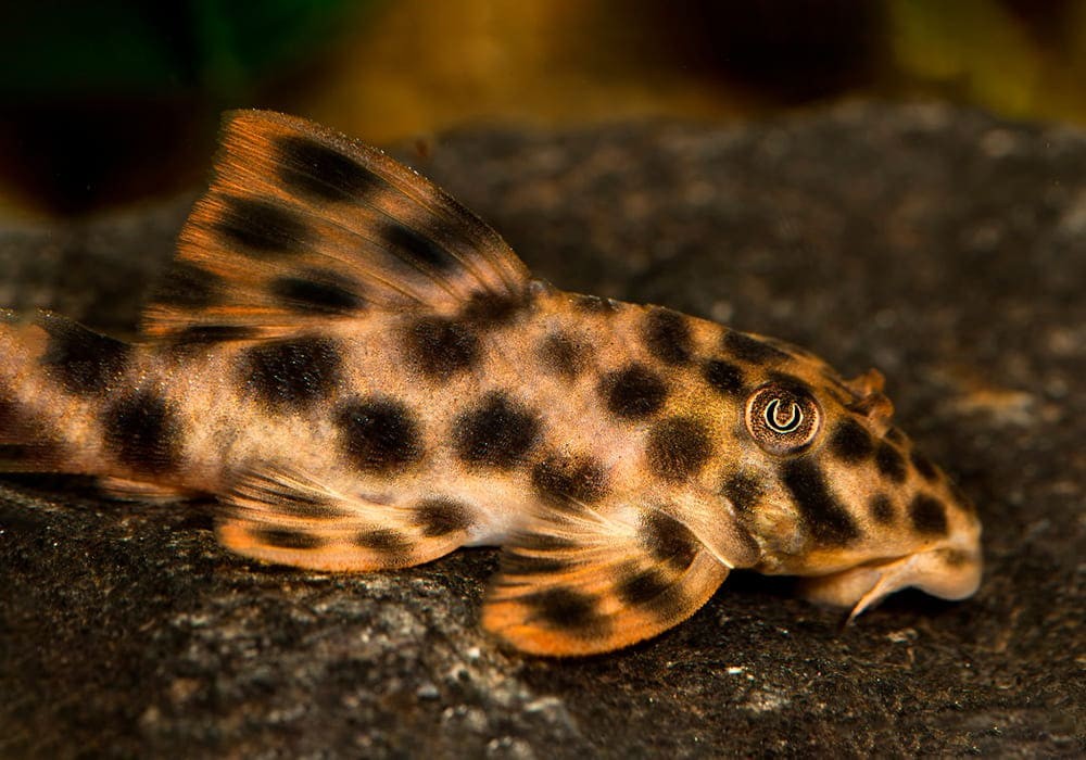 criacao do peixe cascudo tigre em aquario