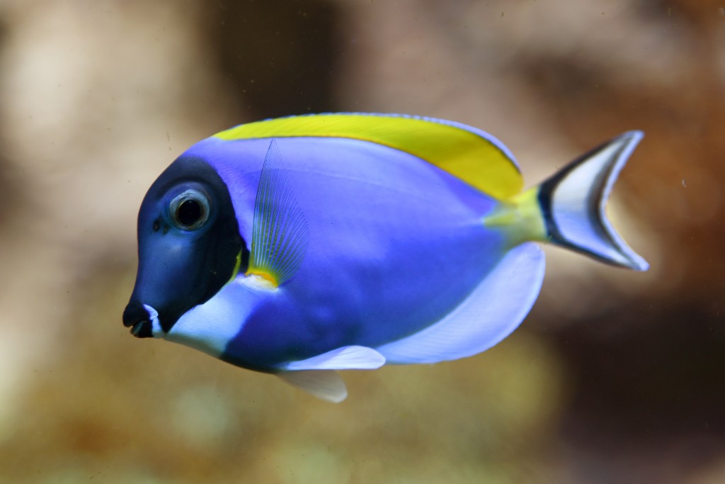 criacao do peixe cirurgiao-azul-claro em aquario