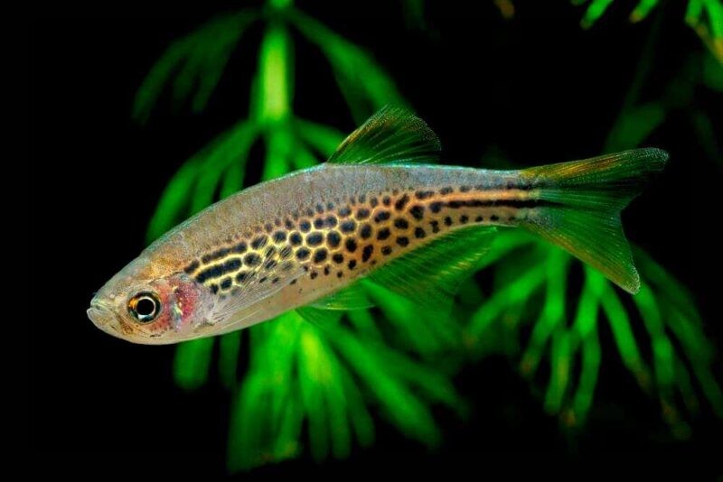 criacao do peixe danio ouro em aquario