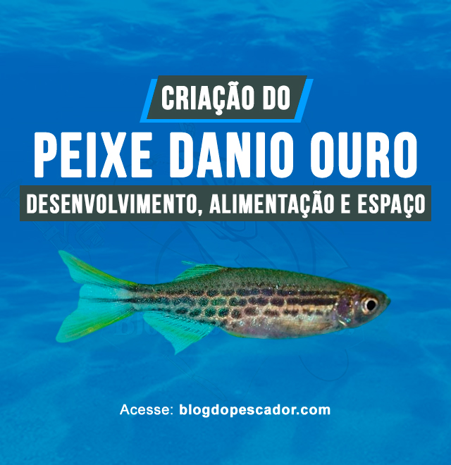 criacao do peixe danio ouro