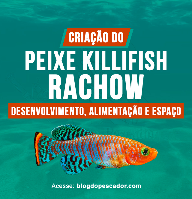 criacao do peixe killifish rachow
