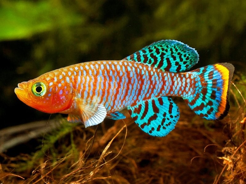 criacao do peixe killifish rachow em aquario