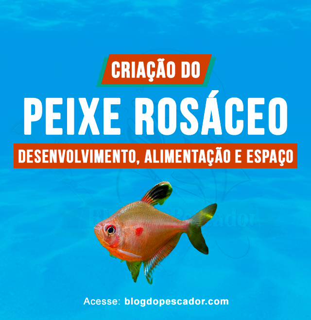 criacao do peixe rosaceo em aquario