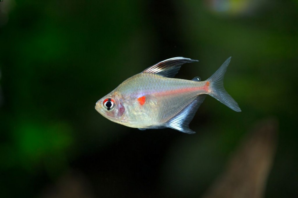 criacao do peixe rosaceo