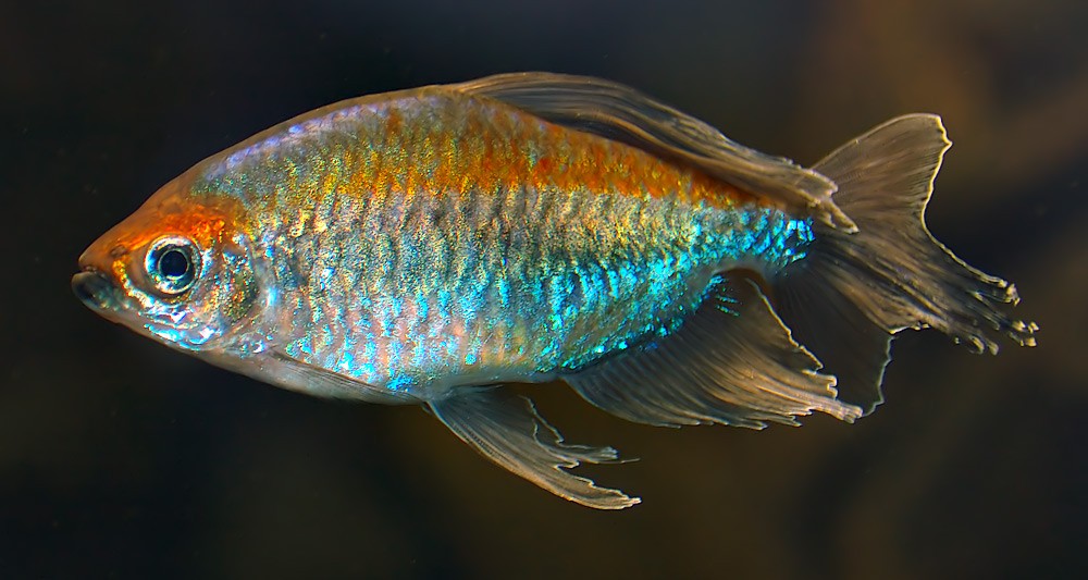 criacao do peixe tetra congo