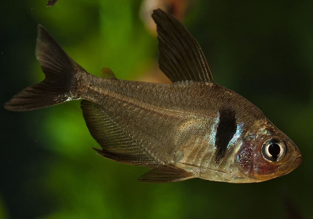 criacao do peixe tetra negro fantasma em aquario