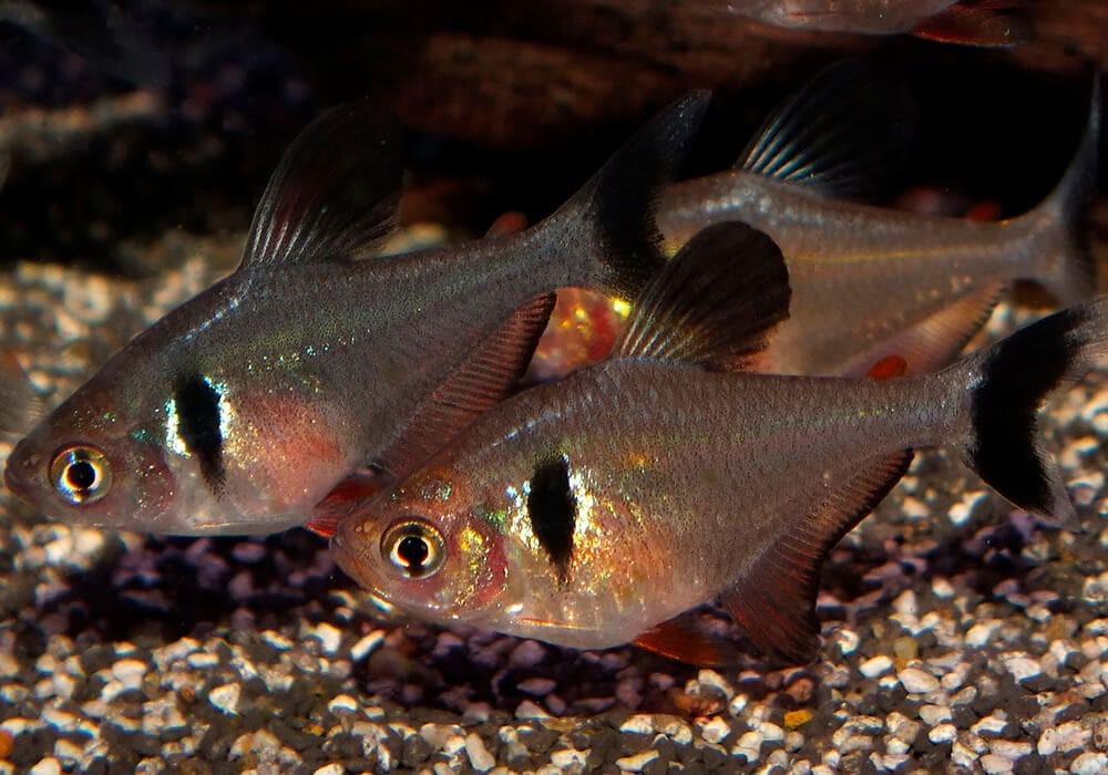 criacao do peixe tetra negro fantasma