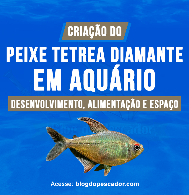 criacao do peixe tetrea diamante em aquario