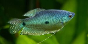 criacao do peixe tricogaster azul