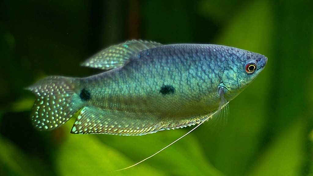 criacao do peixe tricogaster azul