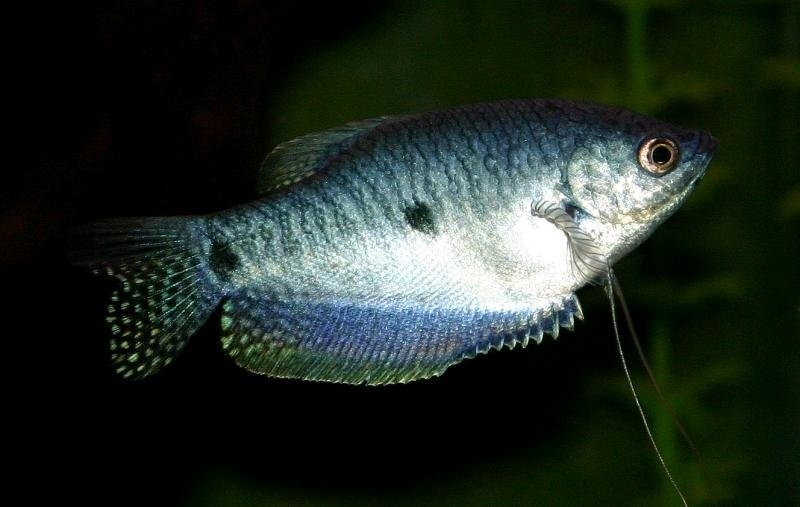 criacao do peixe tricogaster azulem aquario