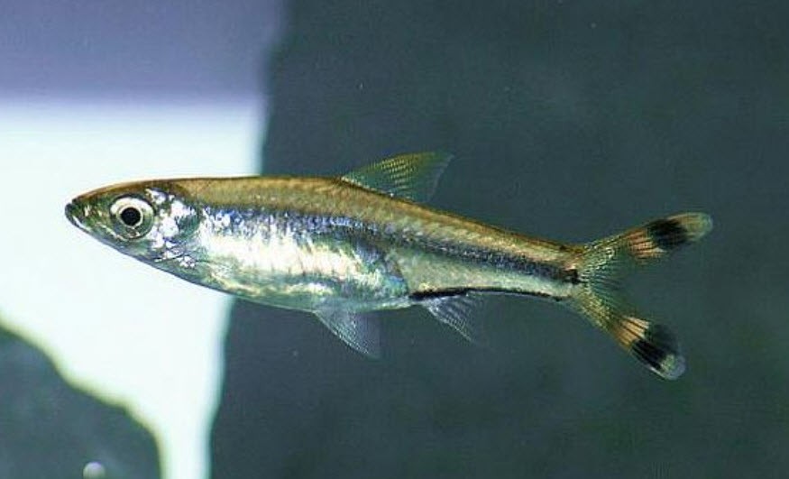 criacao do rasbora tesourinha