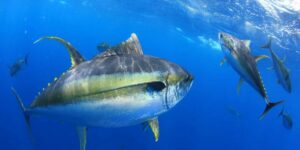 dicas para pesca do peixe atum-amarelo