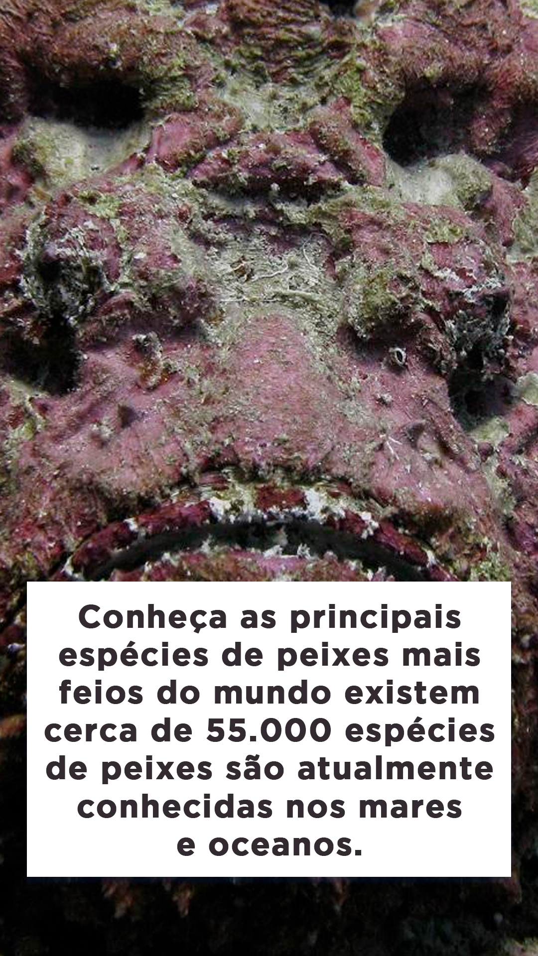 Top 11 espécies de peixes mais feios do mundo Blog do Pescador Top 11 espécies de peixes mais feios do mundo Blog do Pescador