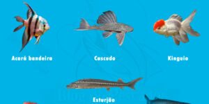 especies de peixes que podem viver mais de 10 anos