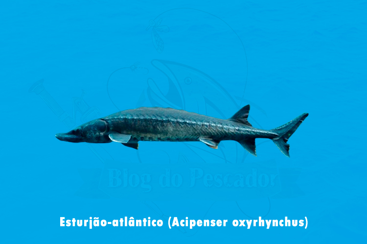esturjao-atlantico (acipenser oxyrhynchus)