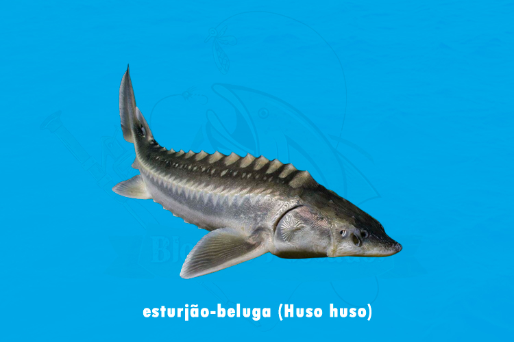 esturjao-beluga (huso huso