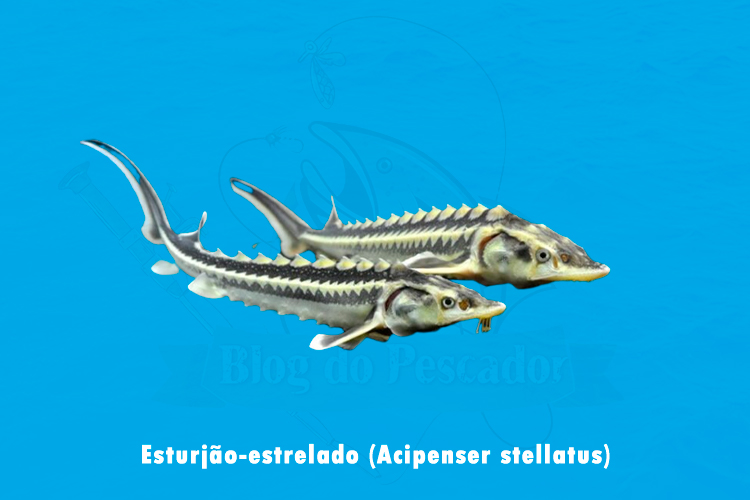 esturjao-estrelado ( acipenser stellatus)