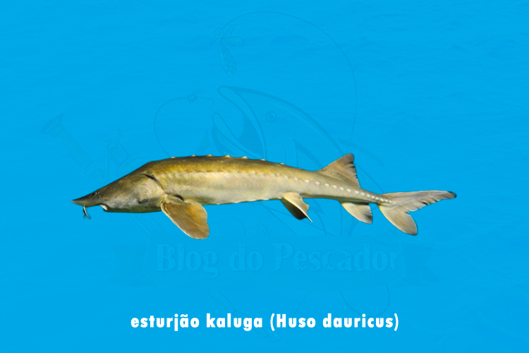 esturjao kaluga (huso dauricus)