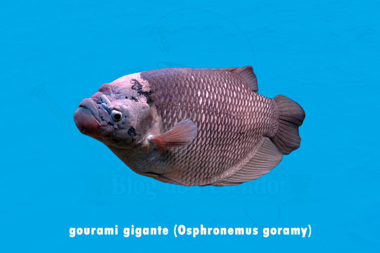gourami gigante (osphronemus goramy)