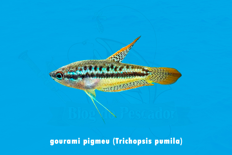 gourami pigmeu (trichopsis pumila)