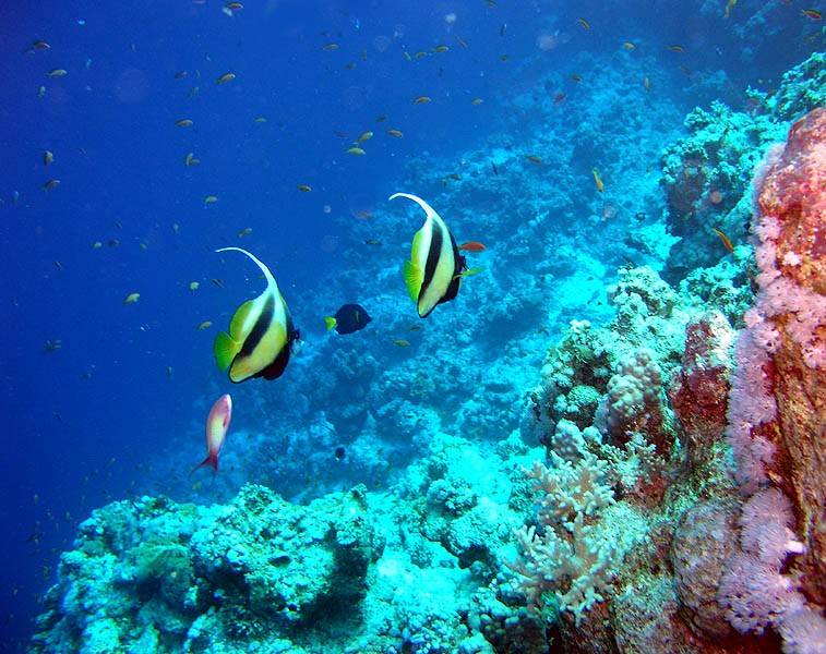 habitat do bannerfish do mar vermelho