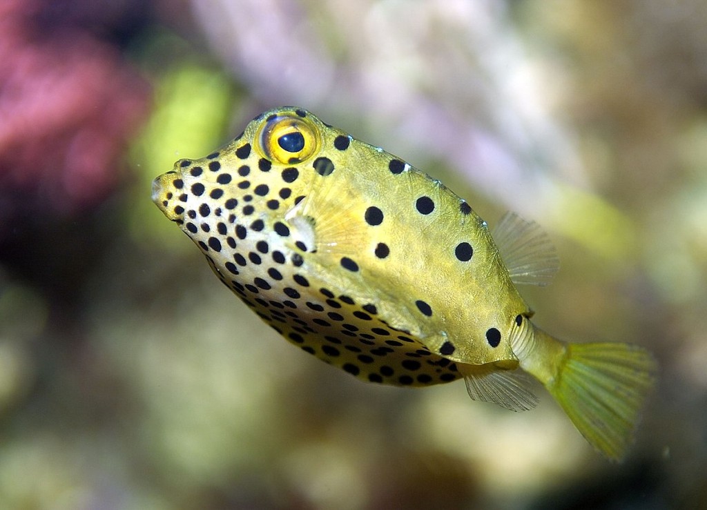 habitat do boxfish amarelo