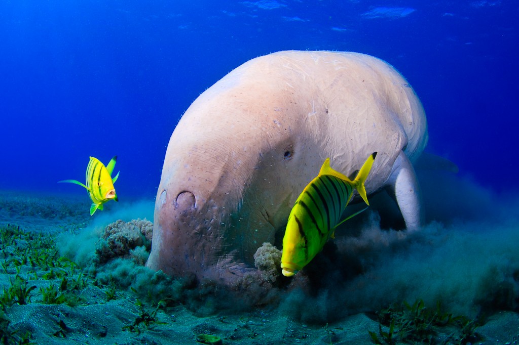 habitat do dugongo
