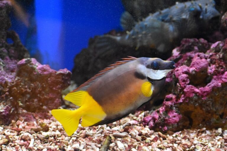 Foxface bicolor: características, habitat, reprodução e alimentação ...