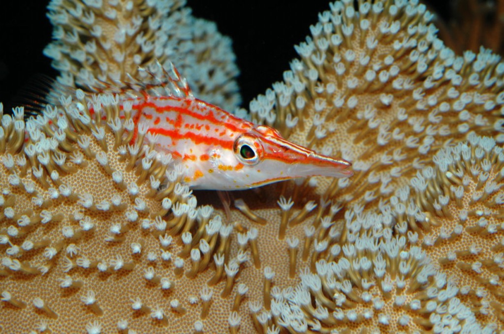habitat do longnose hawkfish
