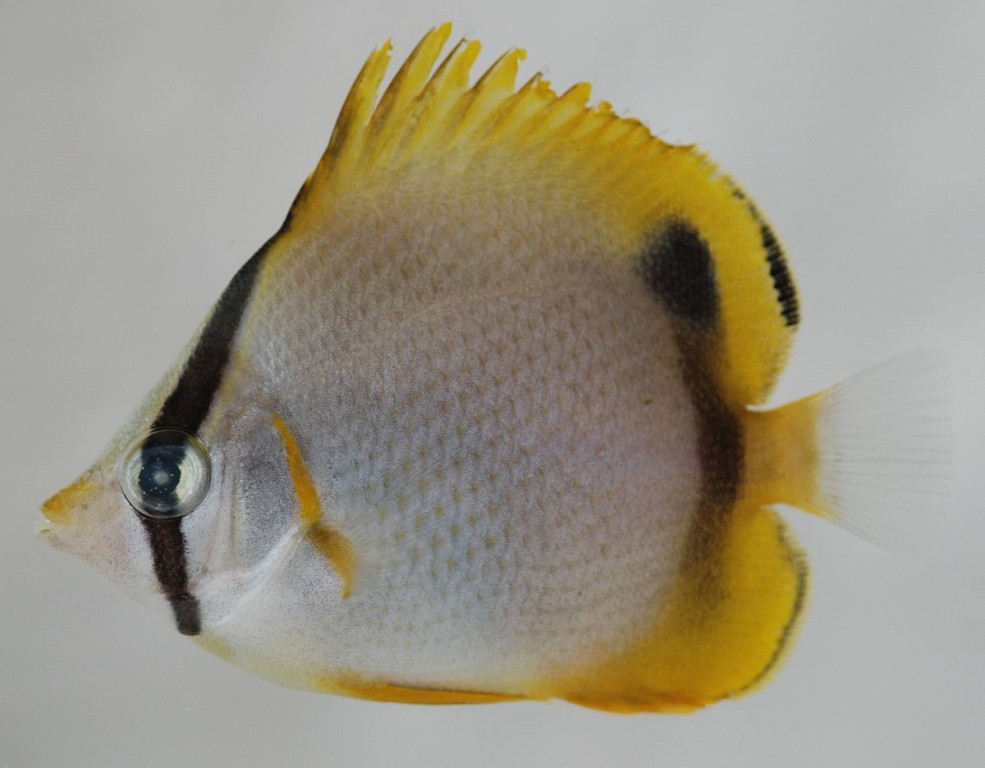 habitat do marquesas butterflyfish