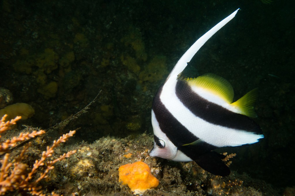habitat do peixe-bandeira de recife